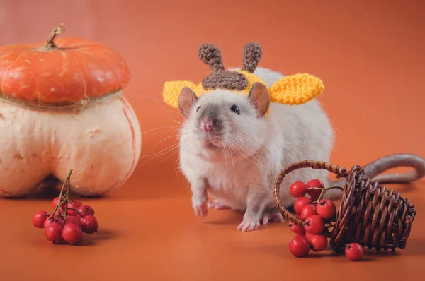 Rata divertida con un vestido elegante y una gorra de punto en la cabeza sobre un fondo naranja — Foto de Stock