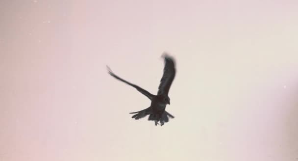 黑色乌鸦飞行在浅粉色背景 — 图库视频影像