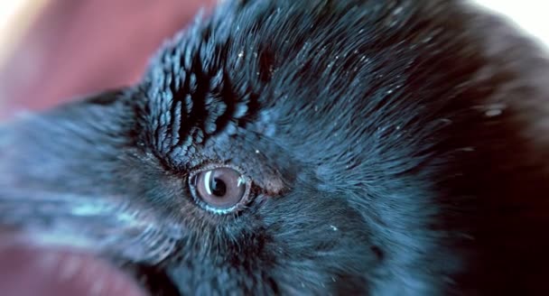 Черный Ворон Открывающий Закрывающий Глаза Крупным Планом — стоковое видео