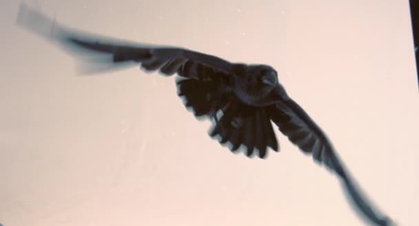 Чорна Ворона Летить Світло Рожевому Фоні — стокове відео