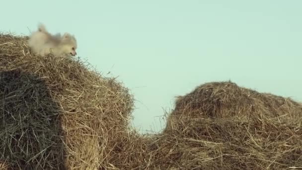 Cute Little Dog Playing Wheat Jumping Hands Woman — Stock Video