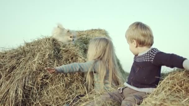 Happy Little Kids Playing Wheat Together Dog — Stock Video