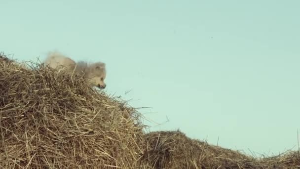 Cute Little Dog Playing Wheat Field — Stock Video