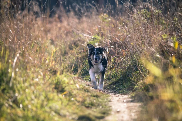 Schilderachtige Weergave Van Schattige Hond Het Veld Selectieve Focus — Stockfoto