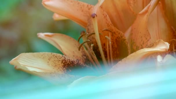 ユリの花びらのクローズアップビュー 選択的な焦点 — ストック動画