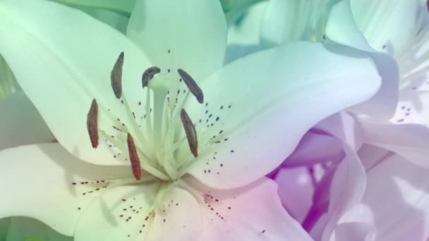 ユリの花びらのクローズアップビュー 選択的な焦点 — ストック動画