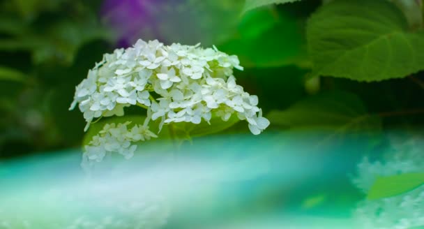 Nahaufnahme Von Schönen Blühenden Blumendetails Auf Verschwommenem Grünem Hintergrund — Stockvideo