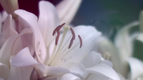 Vue Rapprochée Des Pétales Fleurs Lis Mise Point Sélective — Video