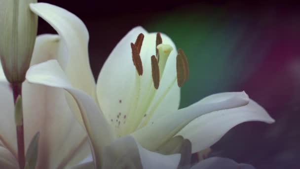 Closeup View Lily Flower Petals Selective Focus — Stock Video