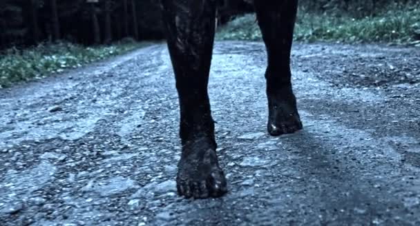 Imagen Recortada Mujer Zombie Caminando Camino Del Bosque — Vídeos de Stock