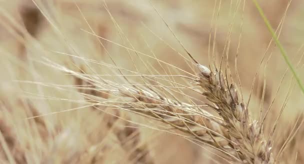 Closeup View Beautiful Wheat Field — Stock Video