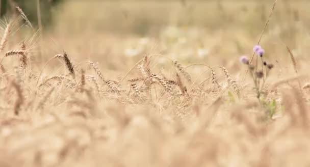 Вид Крупным Планом Красивое Пшеничное Поле — стоковое видео