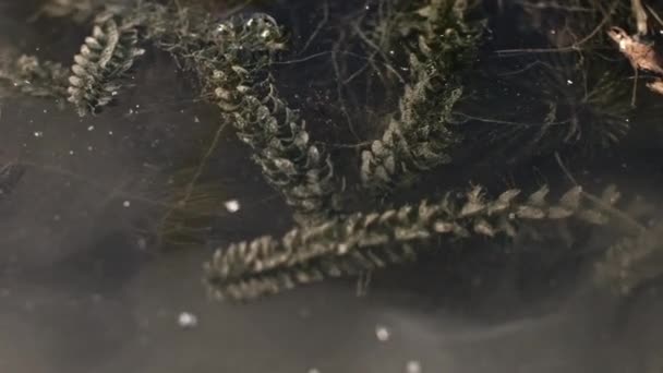 海藻视频拍摄的特写镜头 — 图库视频影像