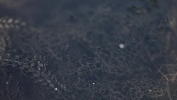海藻ビデオ撮影のクローズアップビュー — ストック動画