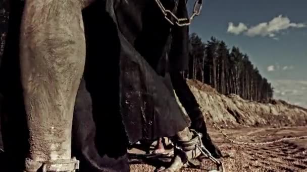 Обрезанный Образ Грязных Рабов Мужчин Цепях Толкающих Вес Песках — стоковое видео