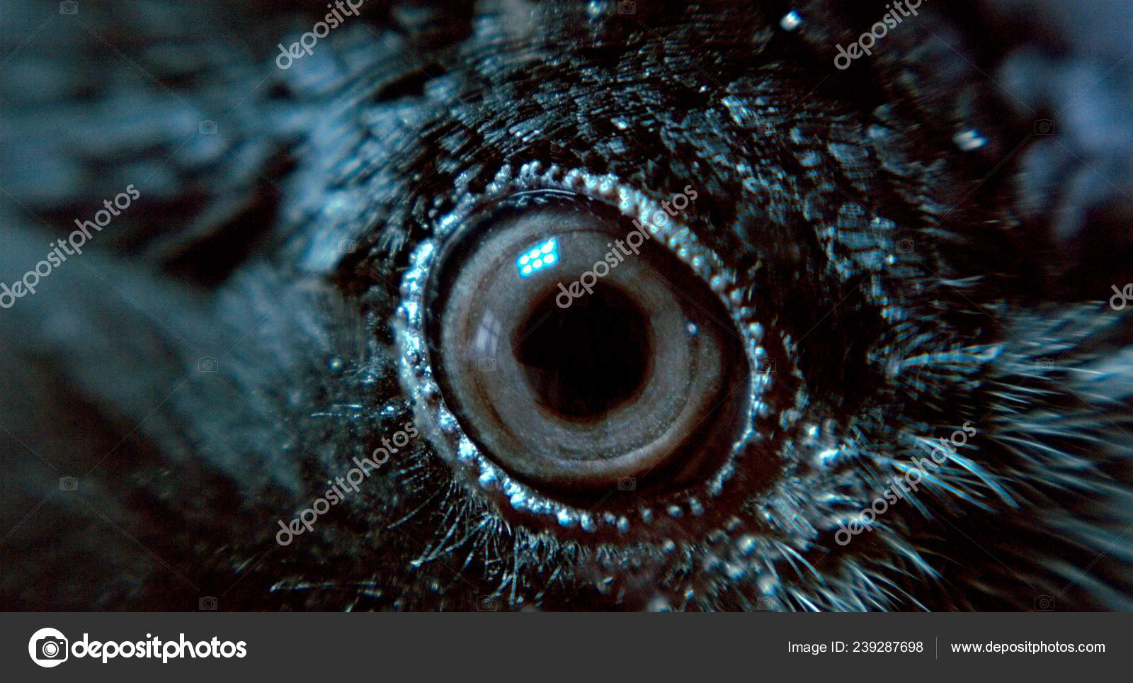 Photo Raven Eye Closeup View Black Raven Eye Stock Photo