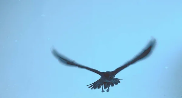 Cuervo Negro Vuelo Sobre Fondo Azul Frío — Foto de Stock