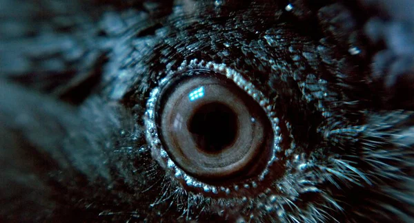 closeup view of black raven eye