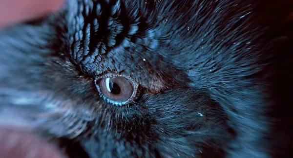 Siyah Kuzgun Gözün Yakın Çekim Görünümü — Stok fotoğraf