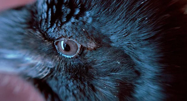 Vue Rapprochée Œil Corbeau Noir — Photo