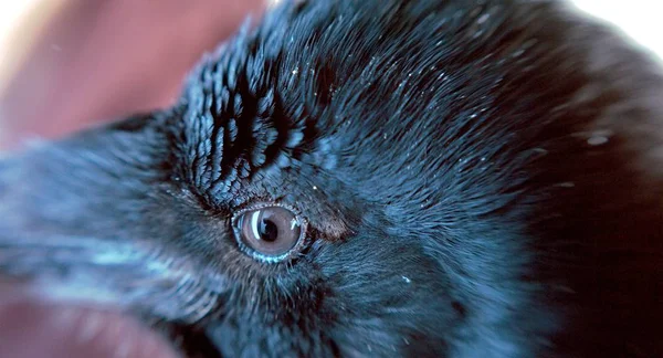 Vista Primer Plano Ojo Cuervo Negro —  Fotos de Stock