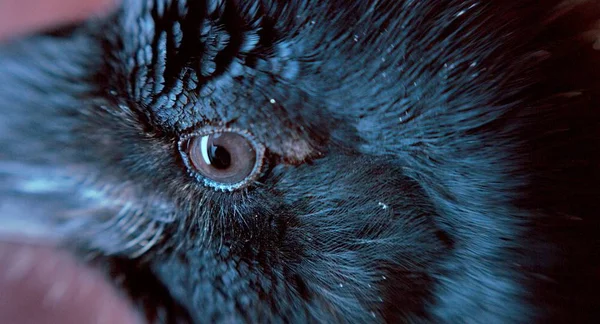Vue Rapprochée Œil Corbeau Noir — Photo