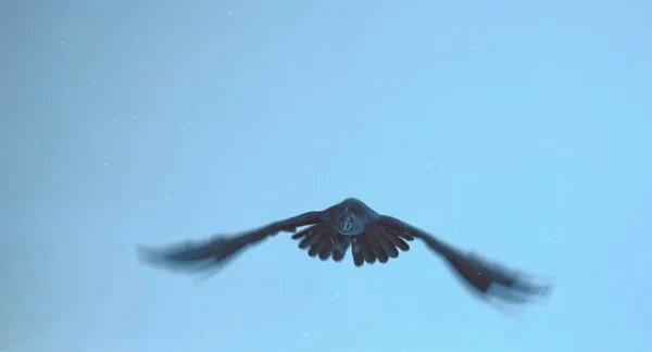 Black Raven Flight Cold Blue Background — Stock fotografie