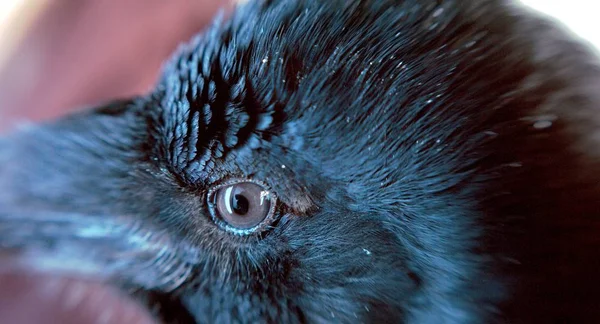 Close Upweergave Van Black Raven Eye — Stockfoto