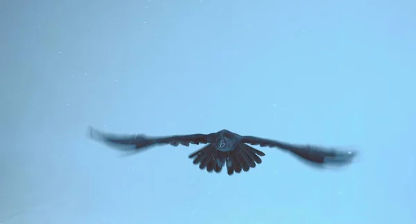 Schwarzer Rabe Flug Vor Kaltem Blauen Hintergrund — Stockfoto