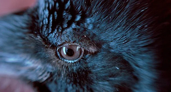 Closeup View Black Raven Eye — Stock Photo, Image