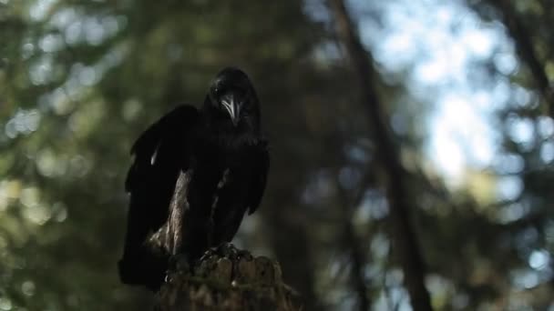 Wyświetlić Zbliżenie Majestatyczny Kruk Lesie Dzikie Życie — Wideo stockowe