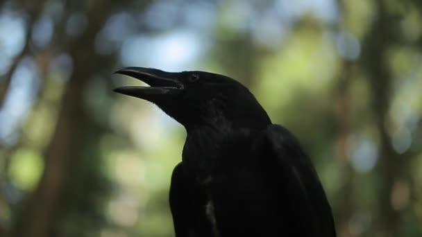 在森林中的野生生物雄伟的乌鸦特写镜头 — 图库视频影像