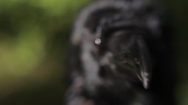在森林中的黑乌鸦特写镜头 选择性焦点 — 图库视频影像