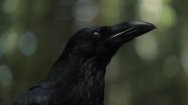 Close Beeld Van Majestueuze Kraai Het Bos Bij Wild Leven — Stockvideo