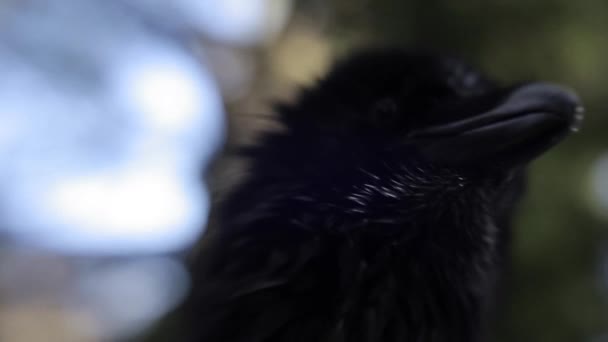 Closeup View Black Crow Forest Selective Focus — Stock Video