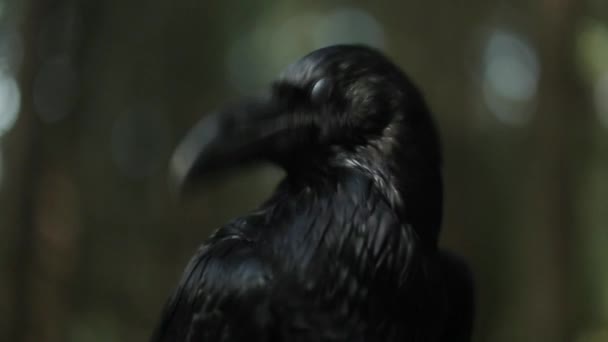 Nahaufnahme Der Majestätischen Krähe Wald Bei Wildem Leben — Stockvideo