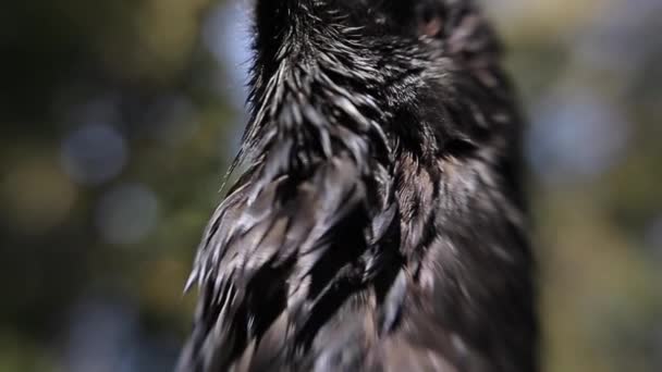 Ormanda Seçici Odak Kara Karga Closeup Görünümü — Stok video