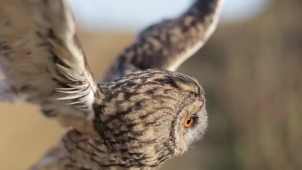 Nahaufnahme Einer Vor Verschwommenem Hintergrund Fliegenden Braunen Eule — Stockvideo