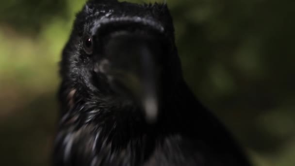 Closeup View Majestic Crow Forest Wild Life — Stock Video