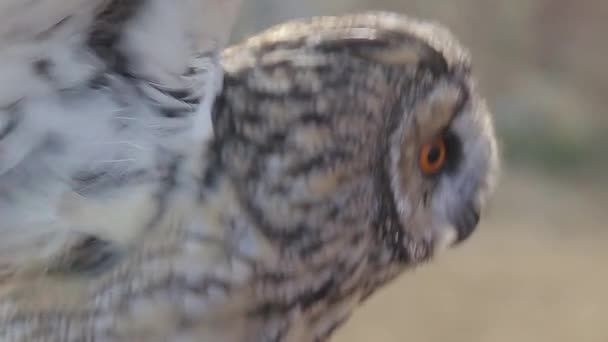 Closeup View Brown Owl Blurred Background — Stock Video