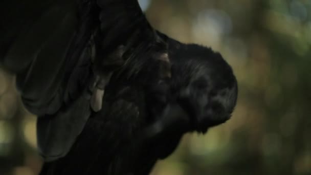 Yaban Hayatı Ormandaki Görkemli Karga Closeup Görünümü — Stok video
