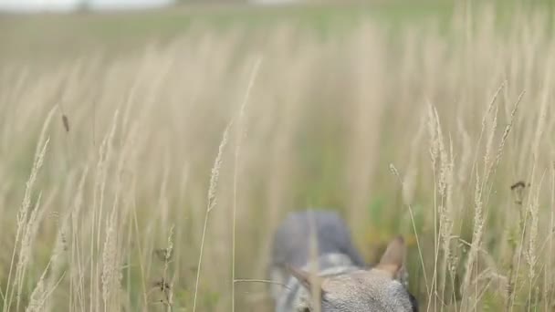 Naturs Kön Utsikt Över Grå Hund Vetefält Selektivt Fokus — Stockvideo