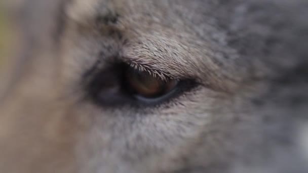 オオカミの銃口のクローズアップビュー 選択的な焦点 — ストック動画