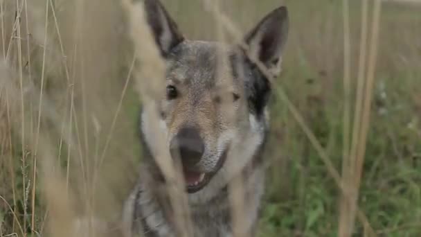 Γραφική Θέα Του Γκρίζου Σκύλου Στο Χωράφι Σιτάρι Επιλεκτική Εστίαση — Αρχείο Βίντεο