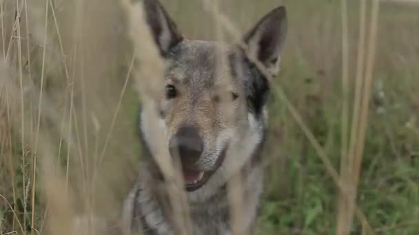 Buğday Alanında Seçici Odak Gri Köpek Doğal Görünümü — Stok video