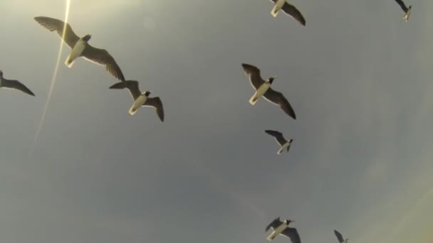Scenic View Seagulls Flock Flying Sky — Stock Video