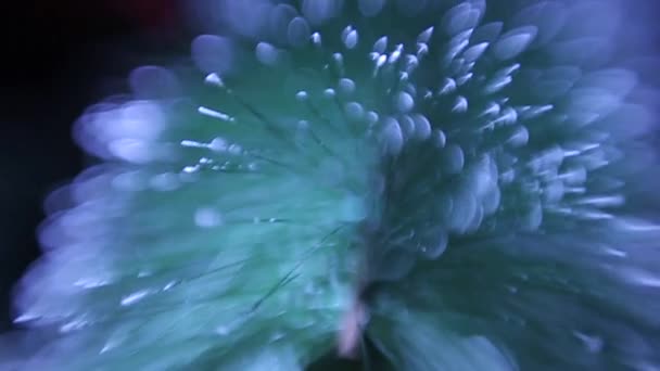 Extreme Closeup Video Christmas Fir Tree Details Holiday Concept — Stock Video