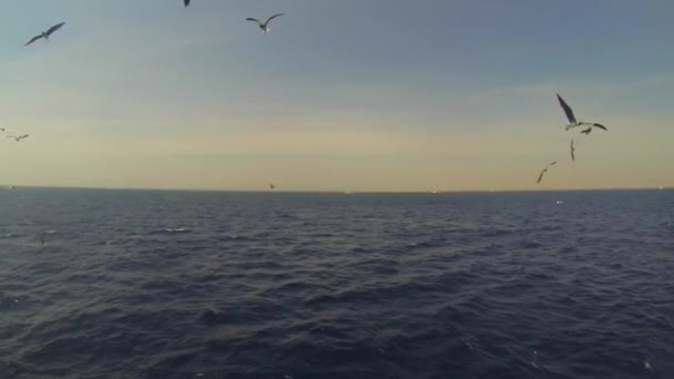 海鸥在天空中飞翔的风景 — 图库视频影像