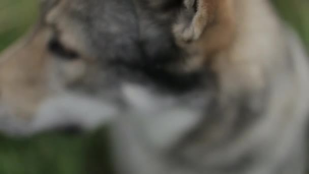 Closeup View Wolf Muzzle Selective Focus — Stock Video