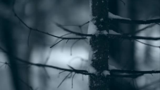 Scenic View Forest Trees Covered Snow — Stock Video